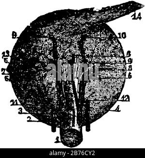 Questa illustrazione rappresenta I Muscoli dell'occhio, il disegno della linea vintage o l'illustrazione dell'incisione. Illustrazione Vettoriale