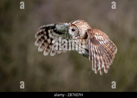 Gufo bruno o gufo bruno, Strix aluco, con ali sparse come vola di fronte a destra a sinistra contro uno sfondo naturale fuori fuoco. Foto Stock