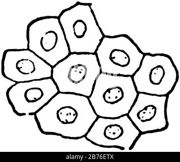 L'epiteliale è uno dei quattro tipi fondamentali di tessuto animale, disegno a linee d'annata o illustrazione dell'incisione. Illustrazione Vettoriale