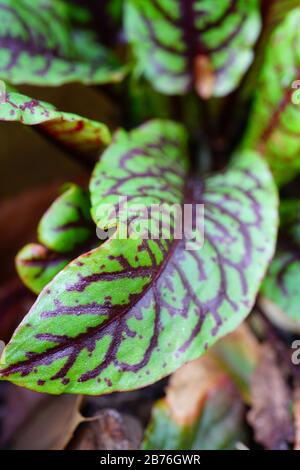 Foglie verdi con vene rosse scure del sangue orleino rosso pianta rumex sanguineus Foto Stock