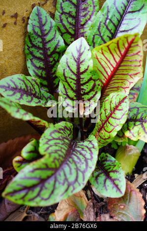 Foglie verdi con vene rosse scure del sangue orleino rosso pianta rumex sanguineus Foto Stock