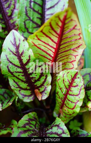 Foglie verdi con vene rosse scure del sangue orleino rosso pianta rumex sanguineus Foto Stock