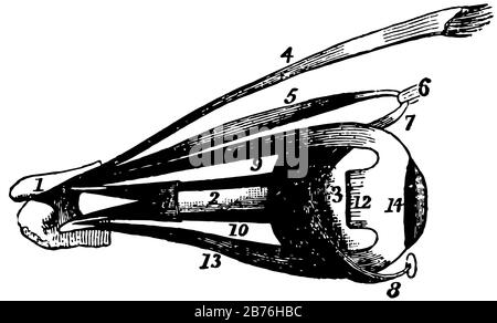 Questa illustrazione rappresenta I Muscoli degli occhi, il disegno della linea vintage o l'illustrazione dell'incisione. Illustrazione Vettoriale