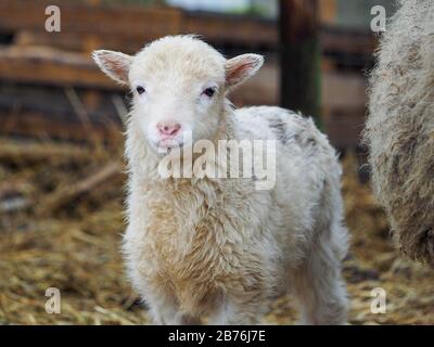 Ritratto di un piccolo agnello di razza rara Poll dorset Foto Stock