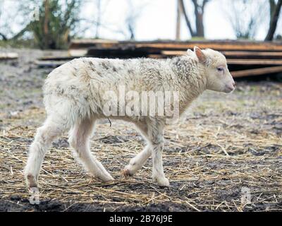 Ritratto di un piccolo agnello di razza rara Poll dorset Foto Stock