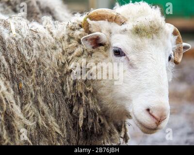 Ritratto di una rara razza di pecora Poll dorset Foto Stock