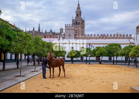 Cavallo andaluso. Siviglia, Spagna Foto Stock