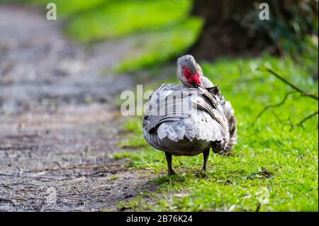 Un'anatra warty pulisce su un piccolo percorso dopo una doccia a pioggia Foto Stock