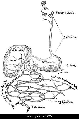 Questo diagramma rappresenta il tratto Digestivo, il disegno di linea vintage o l'illustrazione dell'incisione. Illustrazione Vettoriale