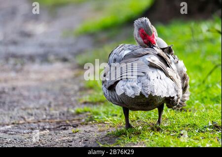 Un'anatra warty pulisce su un piccolo percorso dopo una doccia a pioggia Foto Stock