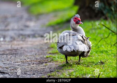 Un'anatra warty pulisce su un piccolo percorso dopo una doccia a pioggia Foto Stock