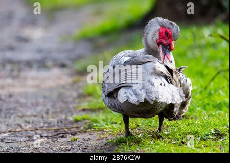 Un'anatra warty pulisce su un piccolo percorso dopo una doccia a pioggia Foto Stock