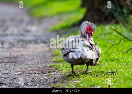 Un'anatra warty pulisce su un piccolo percorso dopo una doccia a pioggia Foto Stock