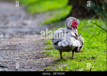 Un'anatra warty pulisce su un piccolo percorso dopo una doccia a pioggia Foto Stock