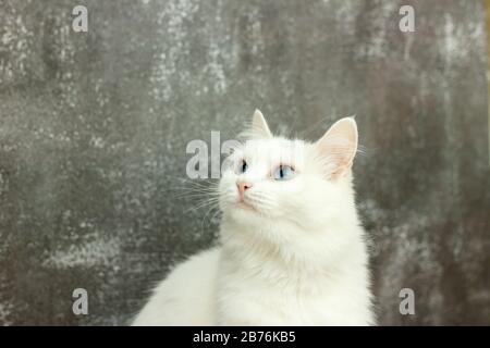 bel gatto bianco con occhi blu su sfondo grigio Foto Stock