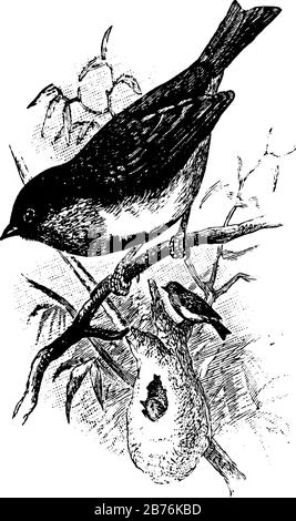 Swallow Sunbird è un piccolo uccello dell'Australia che ha un disegno molto acuto, una linea d'annata o un'illustrazione di incisione. Illustrazione Vettoriale