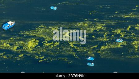 Erbacce d'acqua (Elodea spec.), pedalò e erbacce sul lago Kemnader See, 24.07.2015, vista aerea, Germania, Nord Reno-Westfalia, Ruhr Area, Bochum Foto Stock