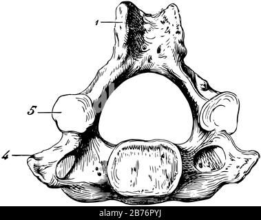 Questa illustrazione rappresenta L'Osso della Vertebra cervicale umana, il disegno a linee vintage o l'illustrazione dell'incisione. Illustrazione Vettoriale