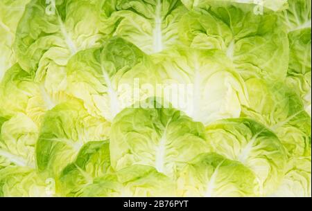 Fresche foglie di lattuga come sfondo Foto Stock