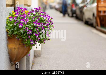 Colorati fiori di pansies viola su una strada della città. Fiore viola e giallo Petunia in una piantatrice retrò appesa, pentola di ceramica sulla strada. lan floreale Foto Stock