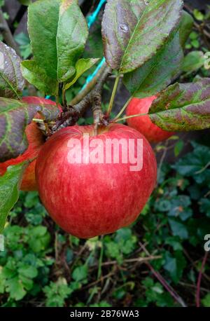 Mela (Malus domestica 'Bardsey') che mostra frutta matura. Questa rara varietà di mele è stata riportata in coltura da un unico albero su Ynys Enlli, Isola di Bardsey, al largo della costa del Galles del Nord. L'albero è stato scoperto vicino ai resti dell'abbazia dell'isola 13 ° secolo, probabilmente un discendente di alberi nel frutteto monastico. Foto Stock