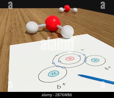 Modello e diagramma atomico che mostra i legami covalenti della molecola d'acqua. La molecola ha un ossigeno e due atomi di idrogeno. Il diagramma illustra la polarità di una molecola d'acqua - le cariche positive e negative sono distribuite in modo non uniforme. Foto Stock