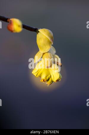 Primo piano del fiore di Spike Winterhazel (Corylopsis spicata) - North Carolina Arboretum, Asheville, North Carolina, USA Foto Stock