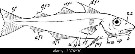 Rappresenta, n.a., aperture nasali (doppie su ciascun lato); d.f.1, d.f.2, d.f.3, pinne dorsali non accoppiate; c.f., pinna caudale di coda omocercale, ed altro Illustrazione Vettoriale