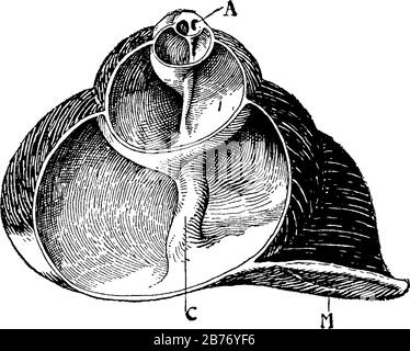 Sezione verticale della conchiglia di una specie di Helix, da mostrare, M, Bocca della conchiglia; A, apice e C, columella, disegno o incisione a linea d'annata Illustrazione Vettoriale