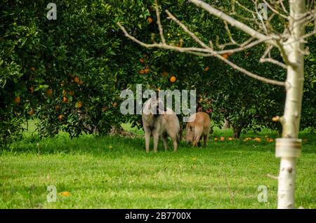 Due pastori belgi che giocano accanto agli alberi di arancio e mandarino su un campo verde Foto Stock