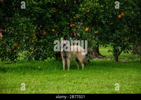 Un pastore belga che gioca accanto agli alberi di arancio e mandarino su un campo verde Foto Stock