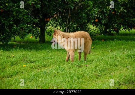 Un pastore belga che gioca accanto agli alberi di arancio e mandarino su un campo verde Foto Stock