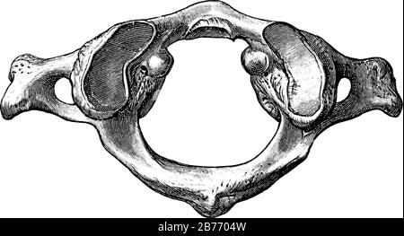 Figura dell'atlante, è la vertebra cervicale più superiore della colonna vertebrale, disegno a linee vintage o illustrazione dell'incisione. Illustrazione Vettoriale