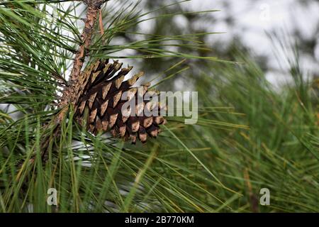 Giovani coni di pino nella primavera dell'anno. Foto Stock