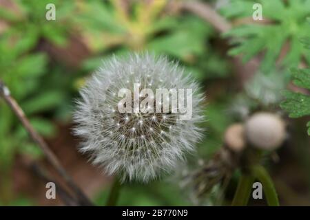 Il dente di leone. Foto Stock