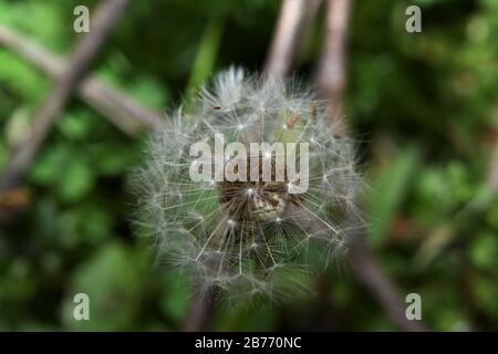 Il dente di leone. Foto Stock