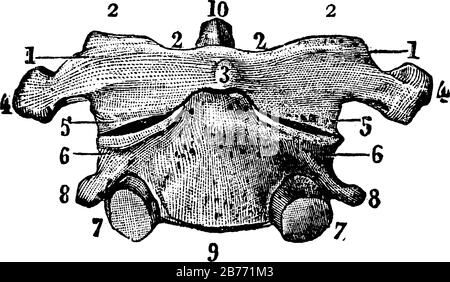 Figura di una vertebra, ci sono 33 vertebre che si interbloccano l'una con l'altra per formare la colonna vertebrale, il disegno della linea vintage o il rapporto di illustrazione Illustrazione Vettoriale