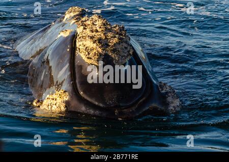 La balena esce dall'acqua con un sacco di crostacei aggiunti alla pelle Foto Stock