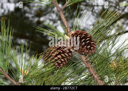 Giovani coni di pino nella primavera dell'anno. Foto Stock