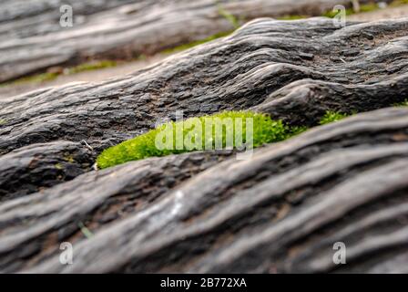 Texture di legno con muschio all'interno Foto Stock