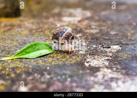 lumaca su una superficie di cemento colorato con una foglia verde Foto Stock