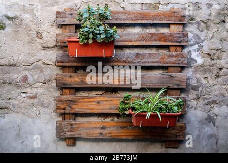 Giardino verticale di piante appeso su un pallet di legno con una parete di cemento sul retro Foto Stock