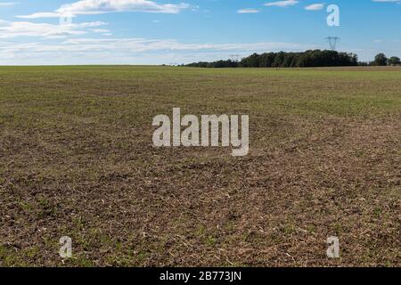 File di giovani piante verdi che crescono in un enorme campo agreuturale. Foto Stock