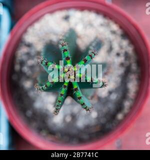 Un cactus visto dall'alto in un'immagine quadrata Foto Stock