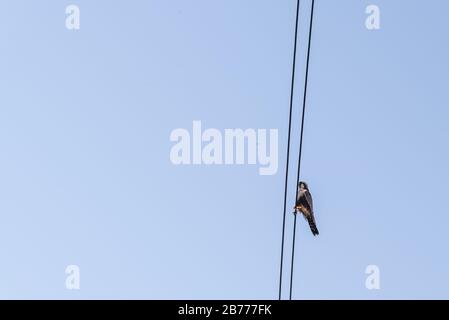 Un falco femminile in piedi su un filo elettrico guardando un falco maschio che si avvicina Foto Stock