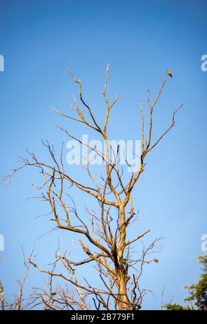 Albero senza foglie con un uccello arroccato su uno dei suoi rami di fronte ad un cielo limpido Foto Stock