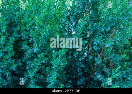 Arbusto di ginepro Evergreen, vista ravvicinata dei rami verdi con luce del sole. Juniperus Horiztalis Strisciante Juniper. Albero ramo trama ago sfondo. Foto Stock