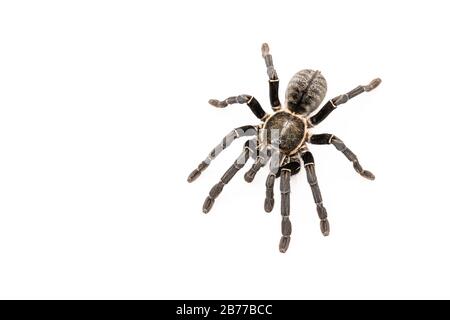 Specie asiatiche Tarantola spider trovati in Thailandia, il nome scientifico è 'Haplopelma minaz Theraphosidae Haplopelma'. Foto Stock