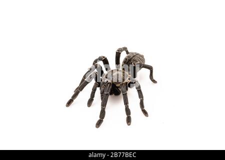 Specie asiatiche Tarantola spider trovati in Thailandia, il nome scientifico è 'Haplopelma minaz Theraphosidae Haplopelma'. Foto Stock
