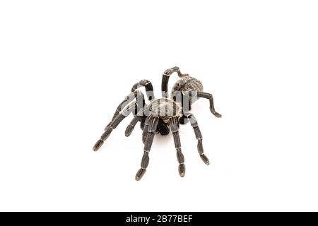 Specie asiatiche Tarantola spider trovati in Thailandia, il nome scientifico è 'Haplopelma minaz Theraphosidae Haplopelma'. Foto Stock